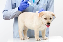 Азбука вакцинации щенка: пришла пора делать прививки