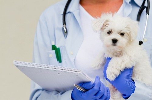 Азбука вакцинации щенка: пришла пора делать прививки