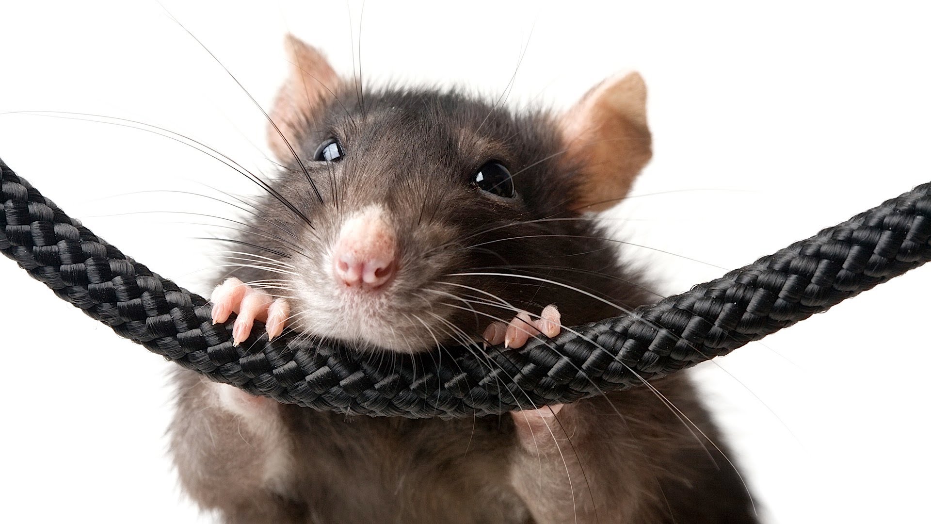 Мыши обгрызли. Крыса. Крыса перегрызла кабель. Мышь перегрызла провода. Смешные крысы.