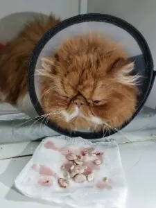 кошка после операции с мочекаменной болезнью