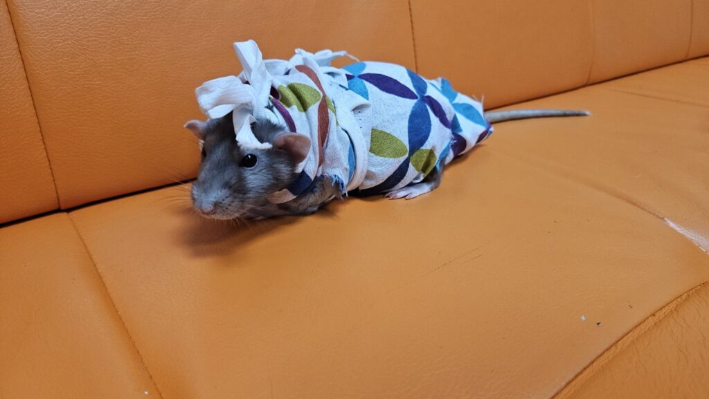 крысы после операции по стерилизации на диване в вет клинике Умвет