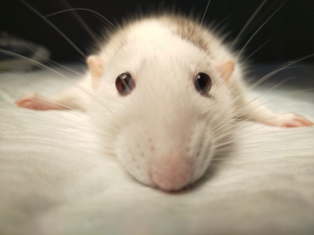 крыса на пеленке перед операцией по стерелизации в вет клинике