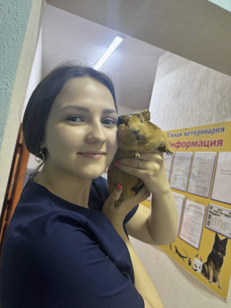 морская свинка на руках у врача в ветеринарной клинике Умная ветеринария