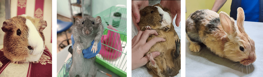 Стоит ли кастрировать домашнего грызуна