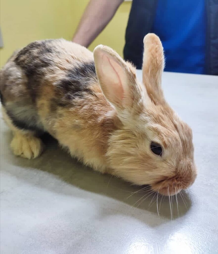 кролик на приеме у ветиринара
