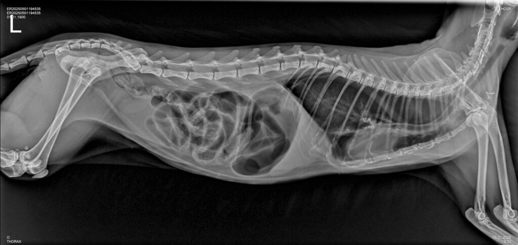 Рентген-диагностика животных