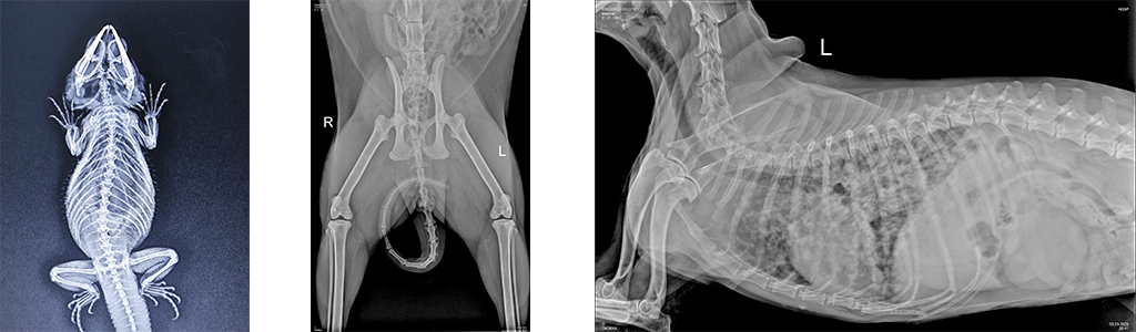 Рентгенография животных