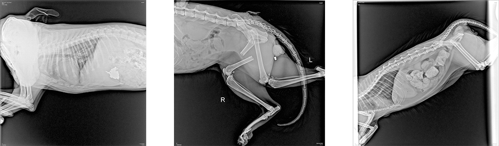 Рентген для животных