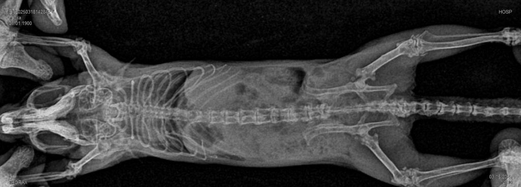 Рентгенография скелета морской свинки